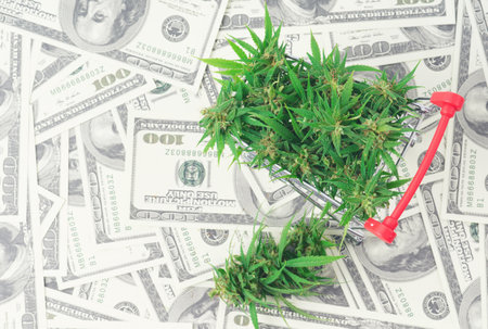 fresh marijuana flower on hundred dollar banknoteの写真素材