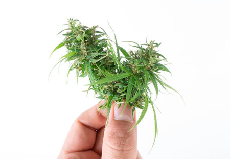 Hand holding fresh marijuana isolated on white backgroundの写真素材