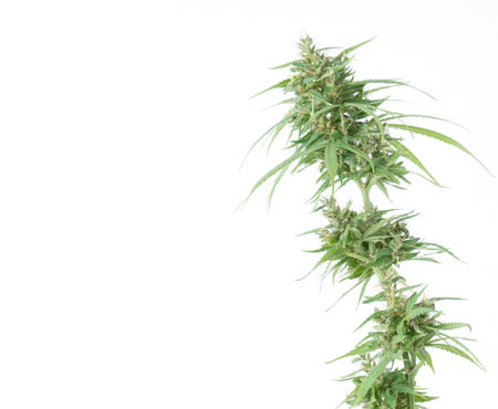 fresh marijuana flower isolated on white backgroundの写真素材