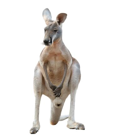 red kangaroo isolated on white backgroundの写真素材