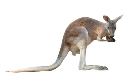 red kangaroo isolated on white backgroundの写真素材