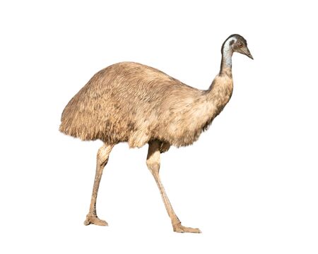 australian emu isolated on white backgroundの写真素材