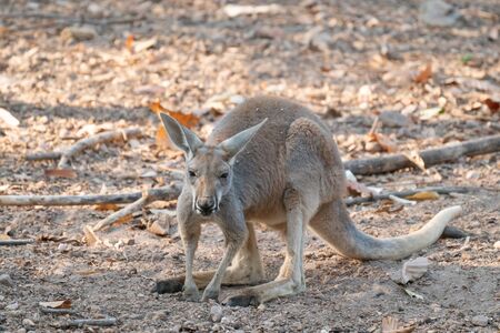 red kangaroo standing in zooの写真素材
