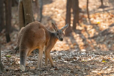 red kangaroo standing in zooの写真素材