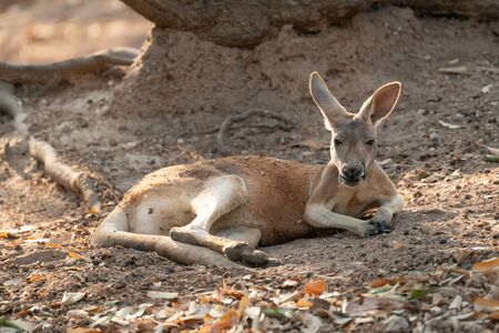 kangaroo lying on the groundの写真素材