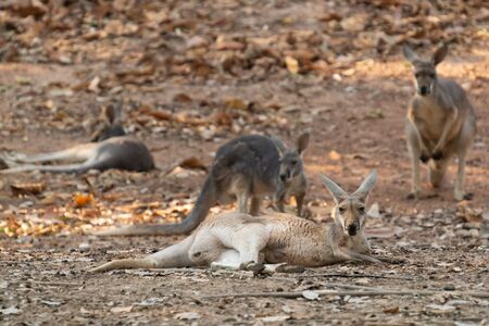 kangaroo lying on the groundの写真素材