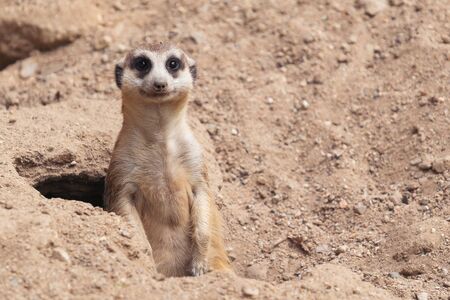 cute meerkat ( Suricata suricatta ) standing at cave entranceの写真素材