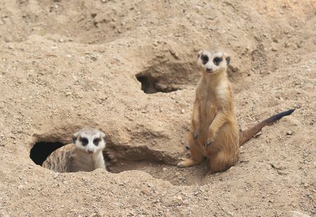 cute meerkat ( Suricata suricatta ) standing at cave entranceの写真素材