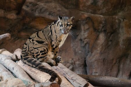 Clouded Leopard close up portrait in zooの写真素材