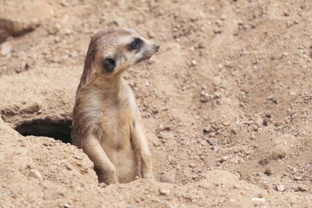 cute meerkat ( Suricata suricatta ) standing at cave entranceの写真素材