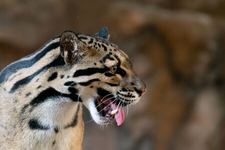Clouded Leopard close up portrait in zooの写真素材