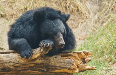 asiatic black bear or moon bearの写真素材