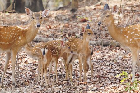 group of female and fawn sika deerの写真素材