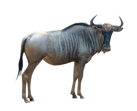 wildebeest or gnu isolated on white backgroundの写真素材