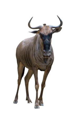 wildebeest or gnu isolated on white backgroundの写真素材