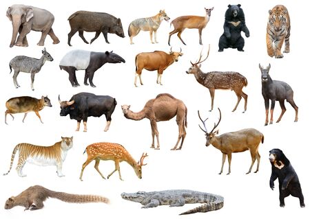 collection of asia animal isolated on white backgroundの写真素材