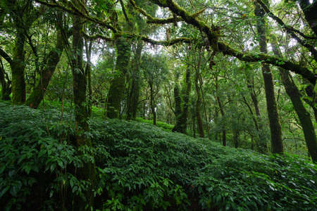 Tropical Rain Forest at Doi Inthanon National Park, Chiang Mai, Thailandの写真素材