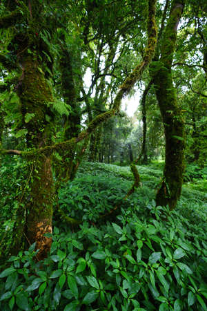 Tropical Rain Forest at Doi Inthanon National Park, Chiang Mai, Thailandの写真素材