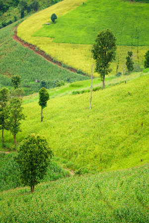 Rural scene, countryside at Chiang mai Thailandの写真素材