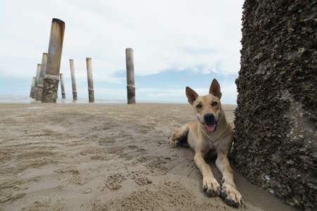 domestic dog relaxing and resting on sand beachの写真素材