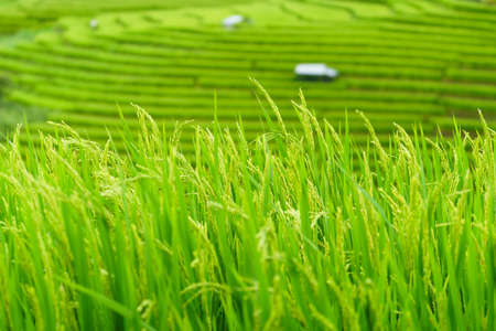 The terraced rice paddy in Bong Piang village Chiang mai, Thailandの写真素材