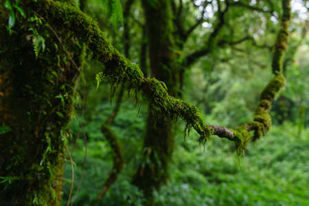Tropical Rain Forest at Doi Inthanon National Park, Chiang Mai, Thailandの写真素材
