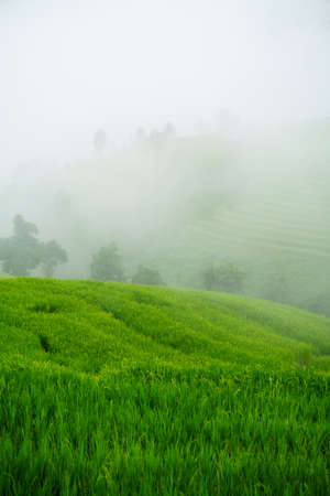 The terraced rice paddy in Bong Piang village Chiang mai, Thailandの写真素材