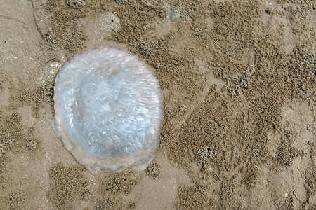 jellyfish on the sand beachの写真素材