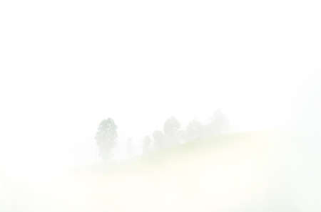 tropical forest landscape with fog and mistの写真素材