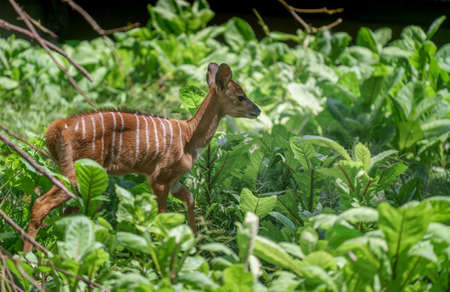 young Nyala antelope (Tragelaphus angasii) walking aloneの写真素材