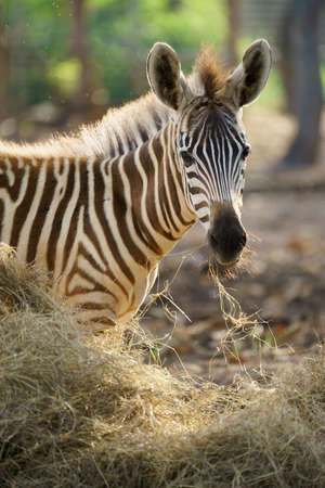 young zebra eating dried grass in zooの写真素材