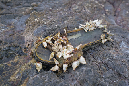Slipper shoe covered with sea barnacles on the rockの写真素材