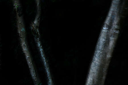 Tropical rainforest foliage plants bushes frame on dark backgroundの写真素材