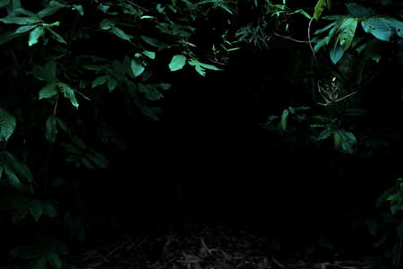 Tropical rainforest foliage plants bushes frame on dark backgroundの写真素材