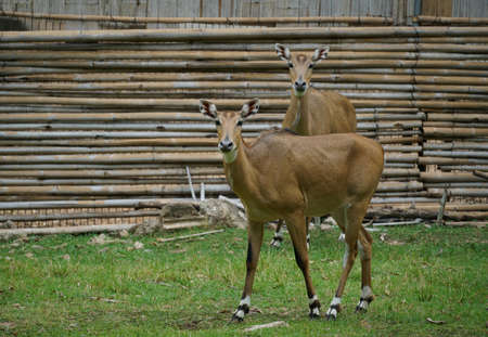 female nilgai standing at zooの写真素材
