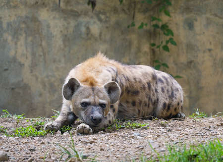 Adult spotted hyena at zooの写真素材