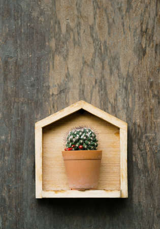 cactus in small pot on wood backgroundの写真素材
