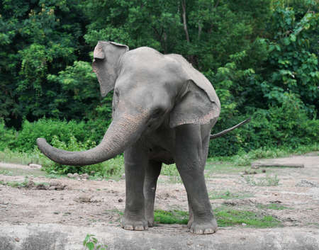 funny young asiatic elephant at zooの写真素材