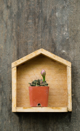 cactus in small pot on wood backgroundの写真素材