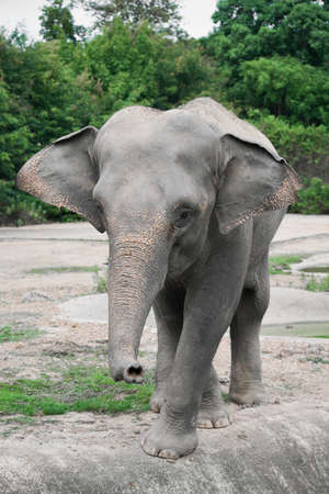 funny young asiatic elephant at zooの写真素材
