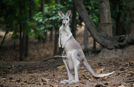 female kangaroo with joey in her pouchの写真素材