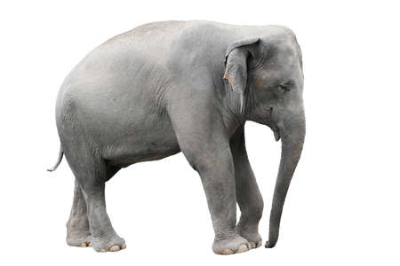asia elephant isolated on white backgroundの写真素材