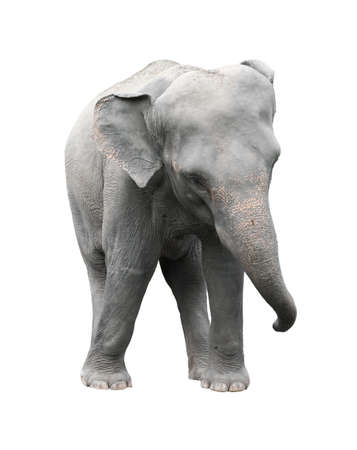 asia elephant isolated on white backgroundの写真素材