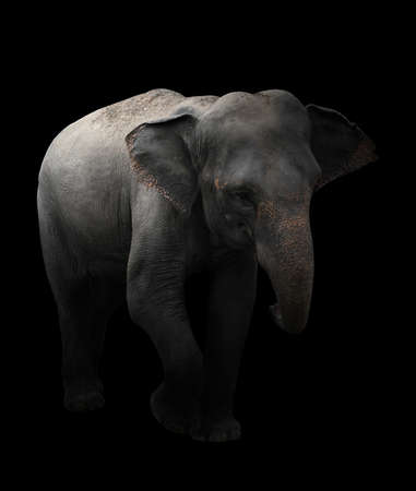 asia elephant standing in the darkの写真素材