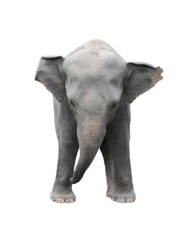 asia elephant isolated on white backgroundの写真素材