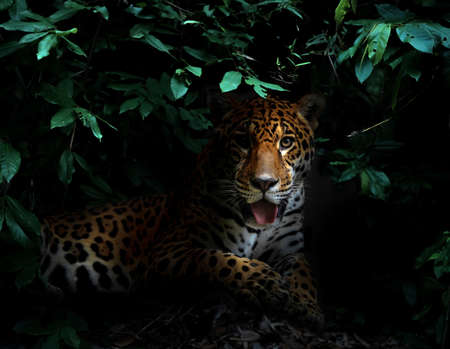 jaguar in tropical rainforest at night dark backgroundの写真素材