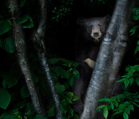 asiatic black bear in tropical rainforest at night  dark backgroundの写真素材