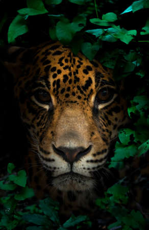 jaguar in tropical rainforest at night dark backgroundの写真素材