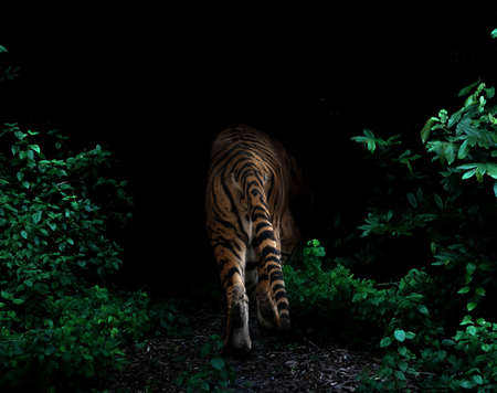 tiger in tropical rainforest at night  dark backgroundの写真素材
