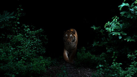 tiger in tropical rainforest at night  dark backgroundの写真素材